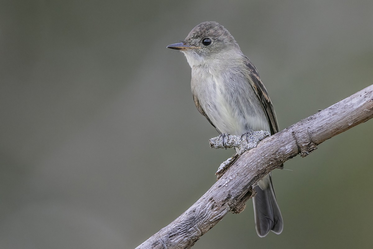 Eastern Wood-Pewee - ML266763191