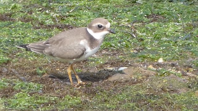 Common Ringed Plover - ML266763731
