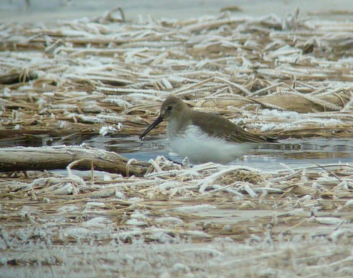 Dunlin - ML26676391