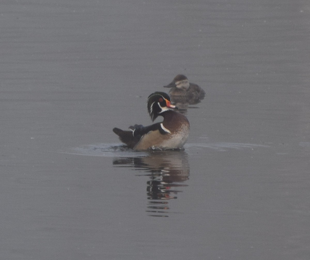 Wood Duck - ML26676451