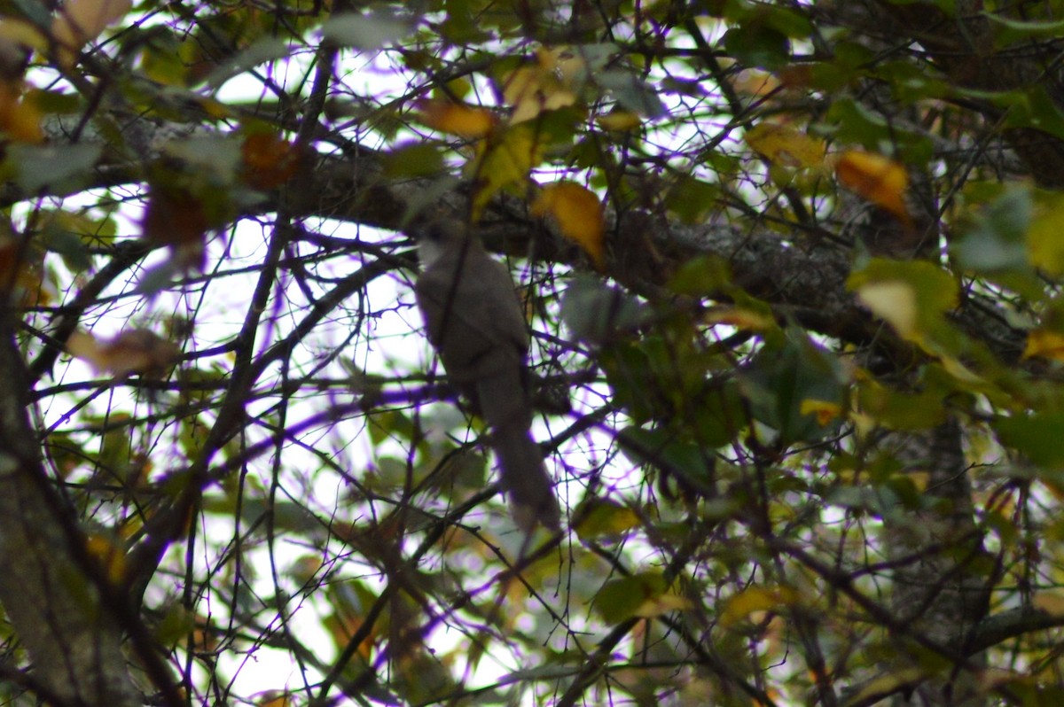 Black-billed Cuckoo - ML266768361