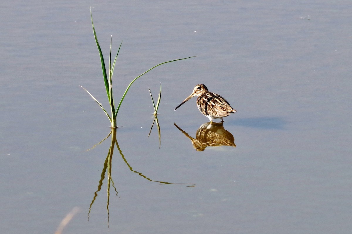 Wilson's Snipe - ML26676851