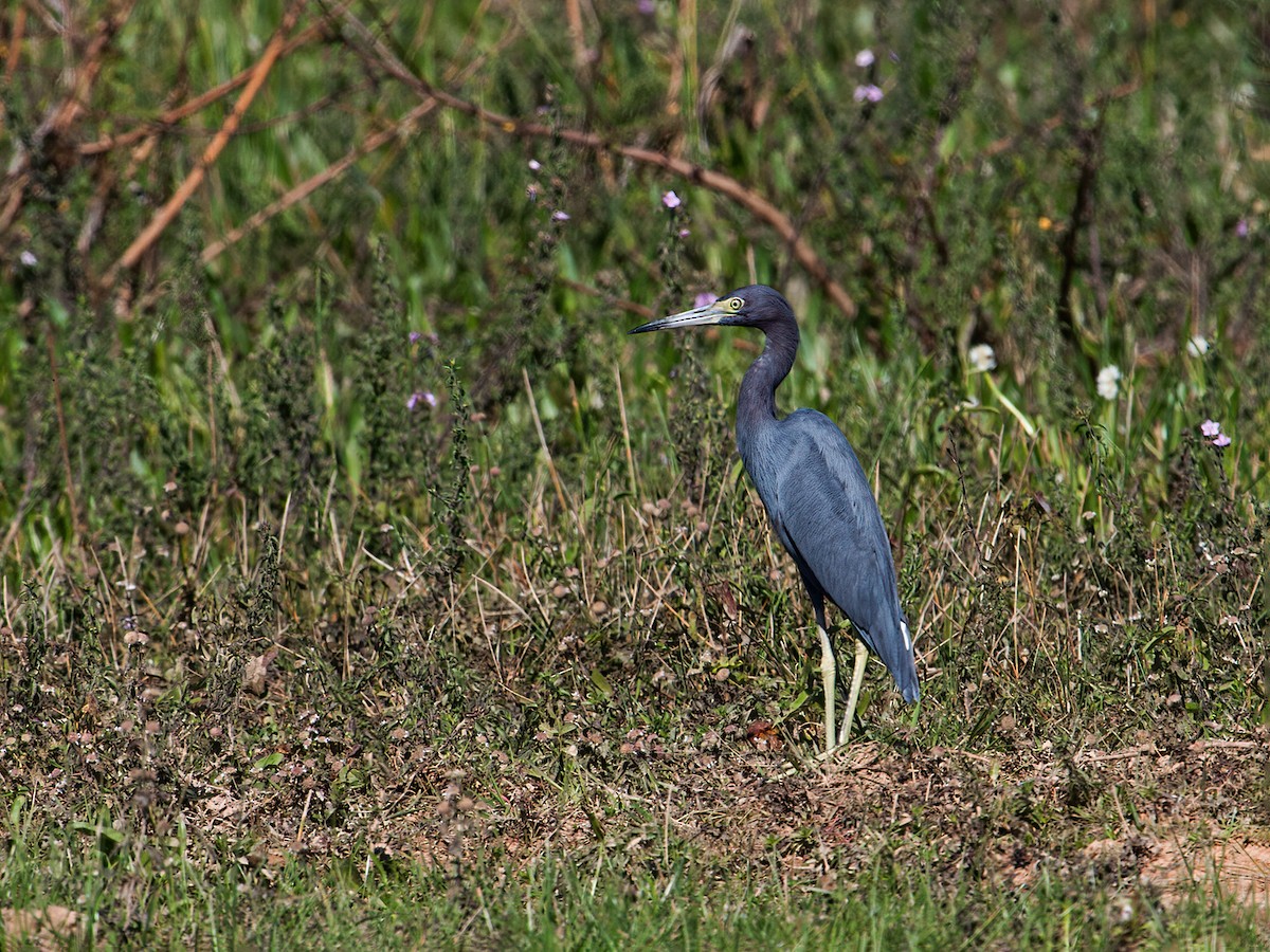 Little Blue Heron - ML266772041