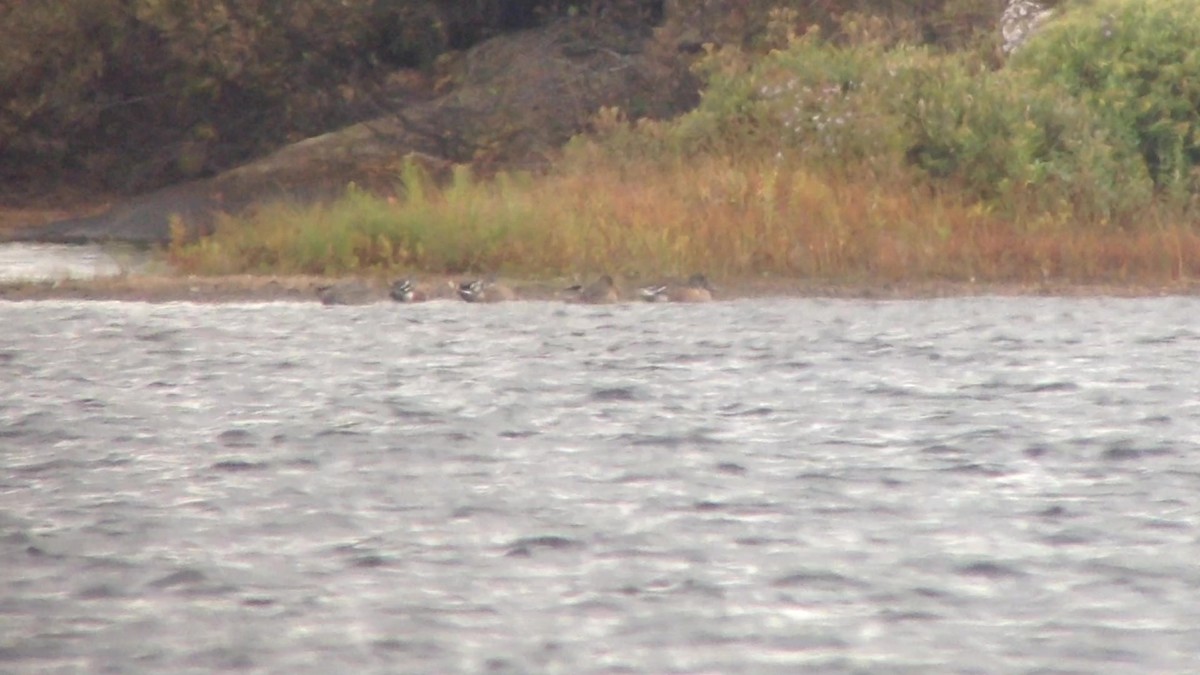 Northern Shoveler - ML266773131