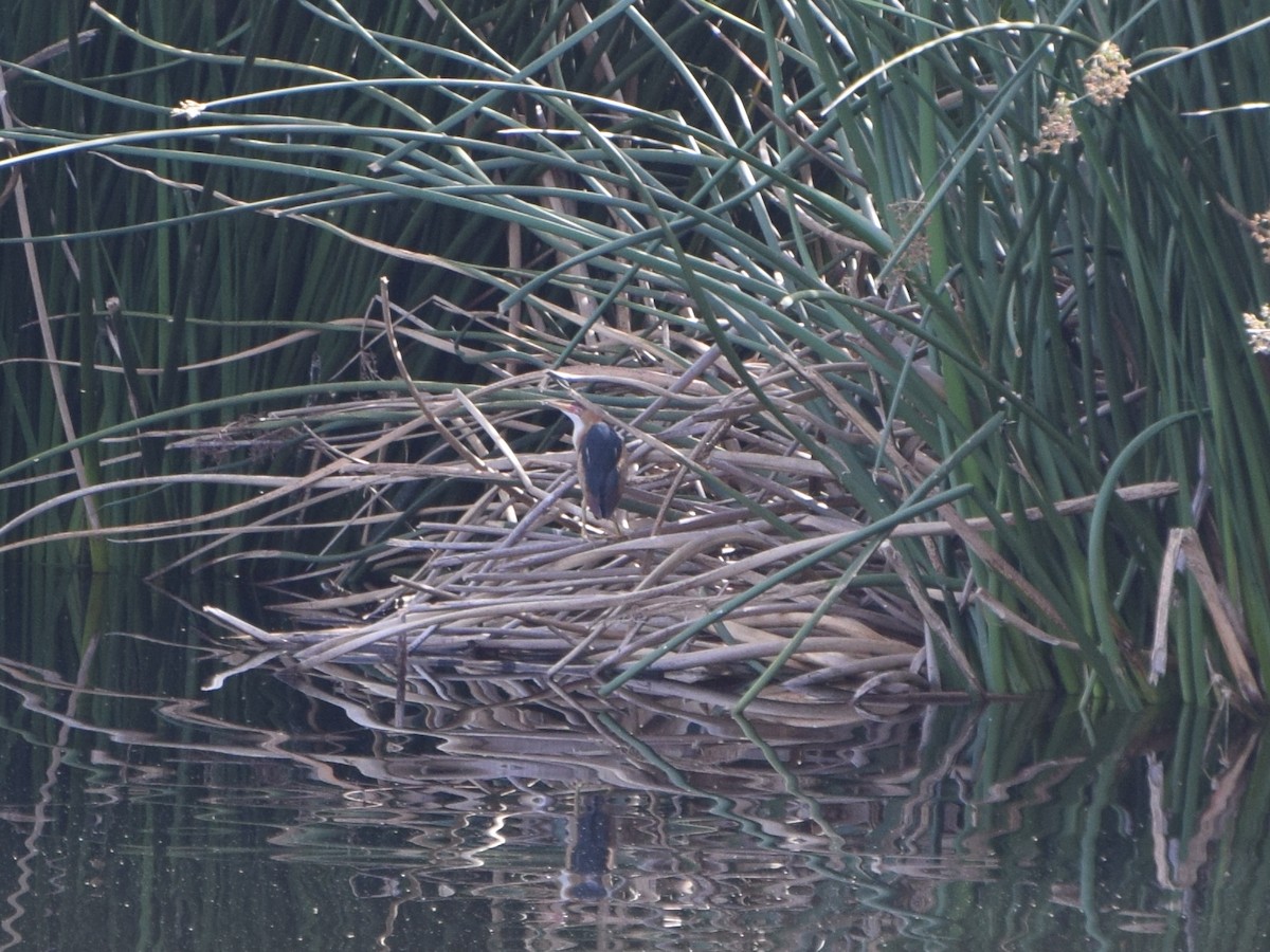 Least Bittern - ML26677391