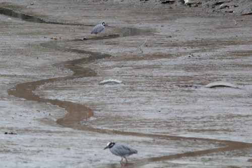 Yellow-crowned Night Heron - ML26677461