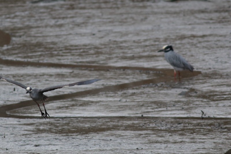 Yellow-crowned Night Heron - ML26677471