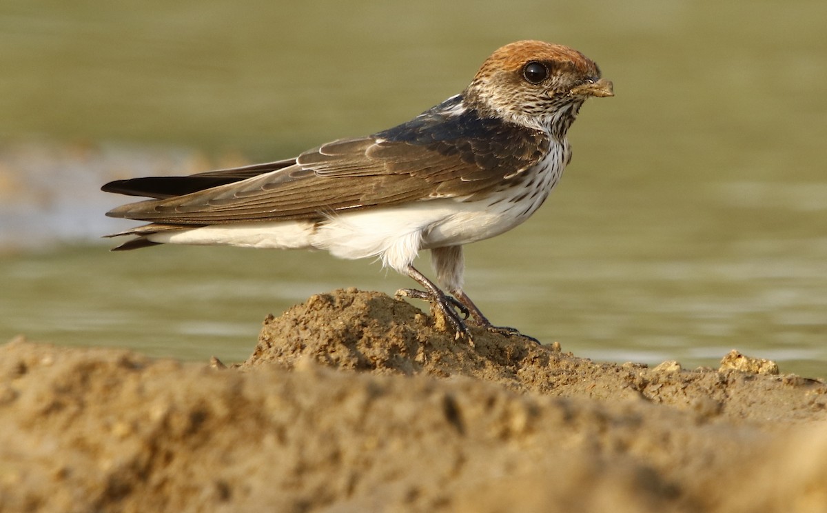Streak-throated Swallow - Bhaarat Vyas