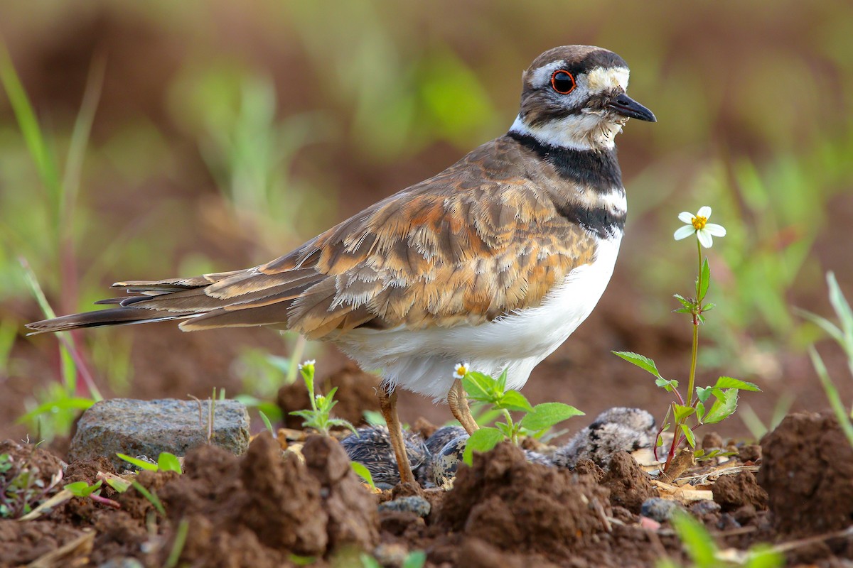 Killdeer - ML266775021