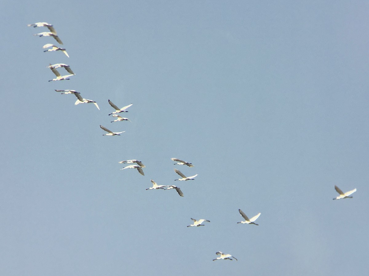 Eurasian Spoonbill - ML266776101