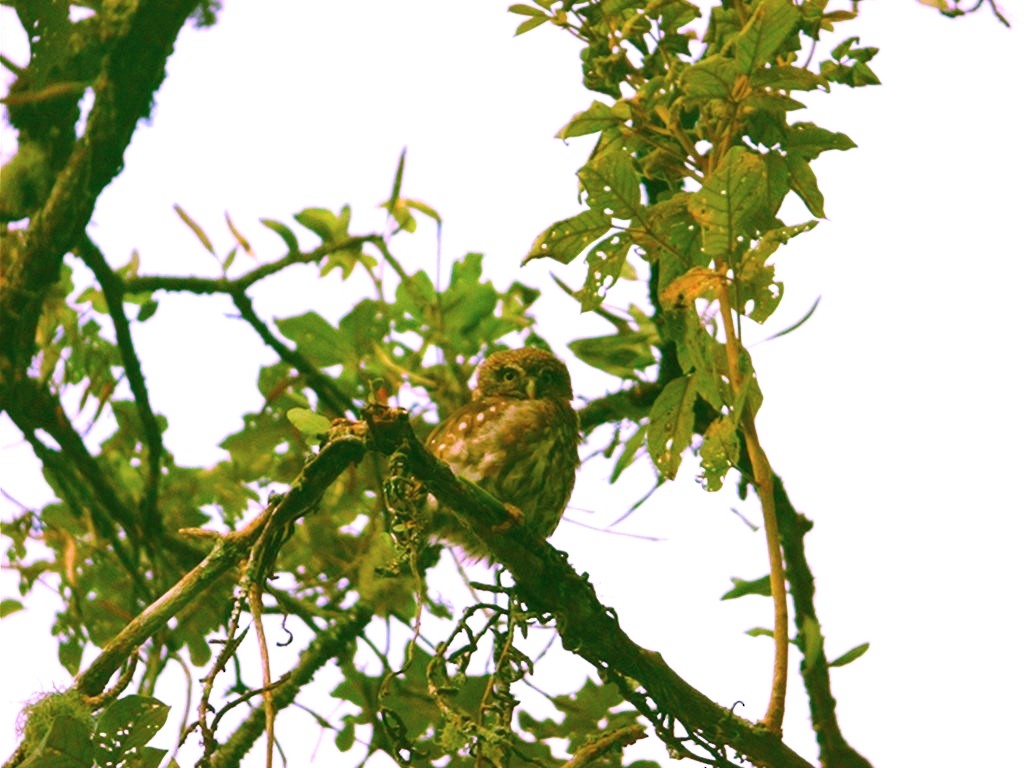Ferruginous Pygmy-Owl - ML266777151