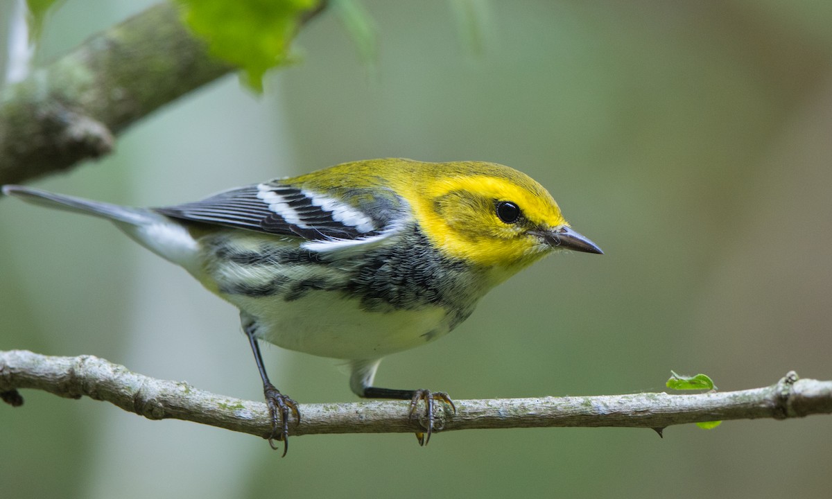 Black-throated Green Warbler - ML266777591