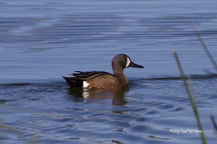 Blue-winged Teal - Earl Horn