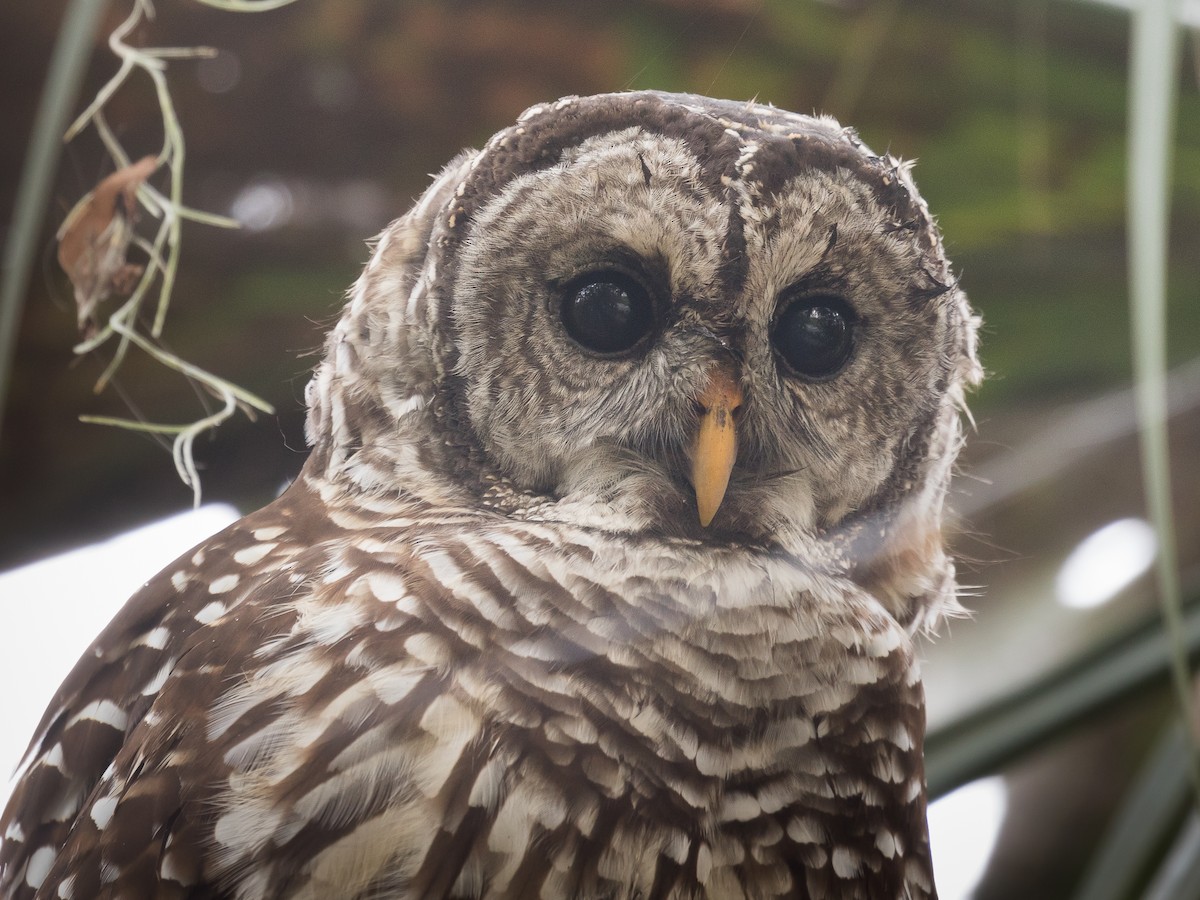 Barred Owl - ML266778441