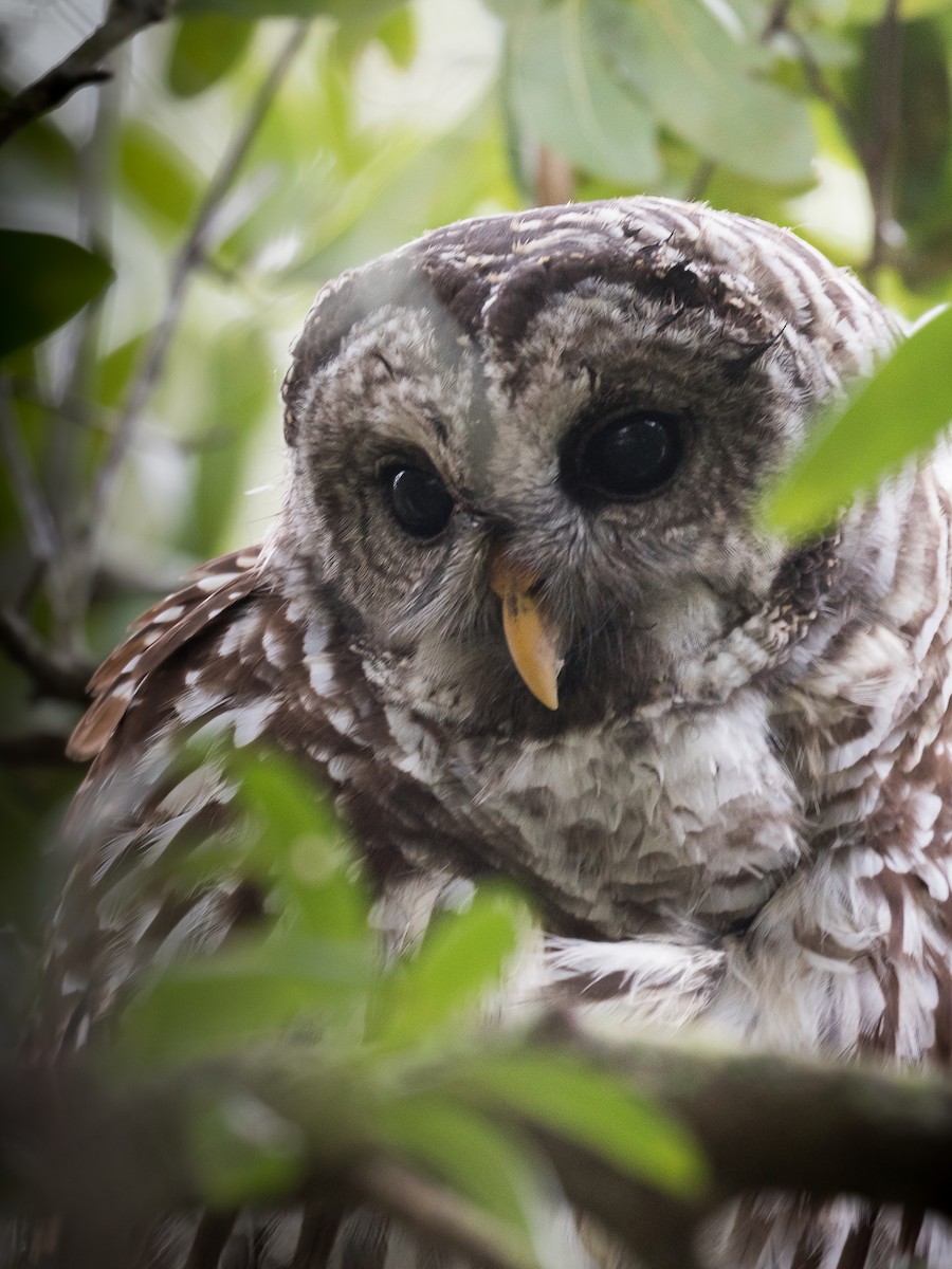 Barred Owl - ML266778691