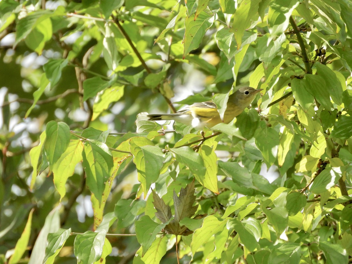 Magnolia Warbler - Colin Danch