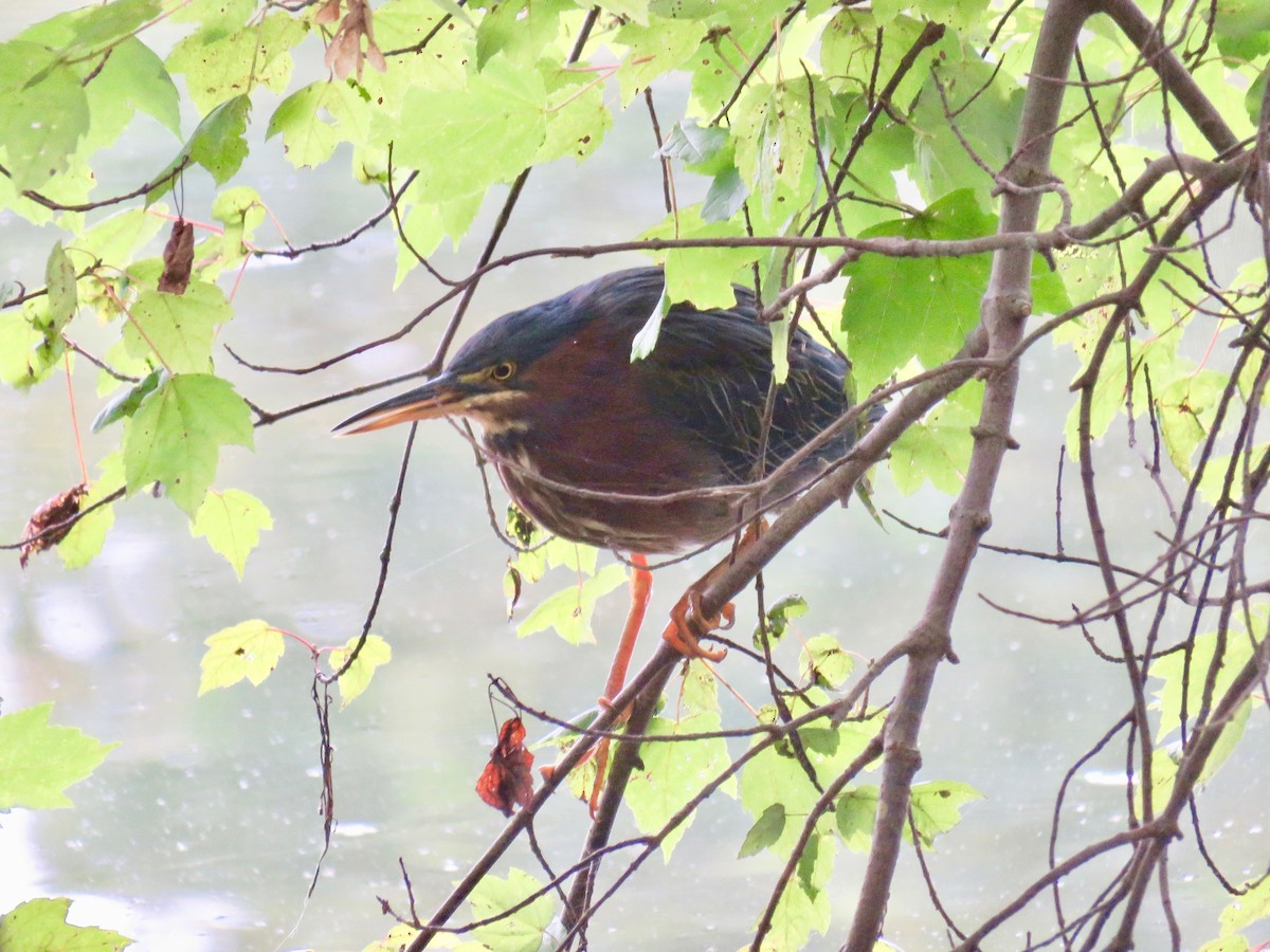 Green Heron - ML266781241