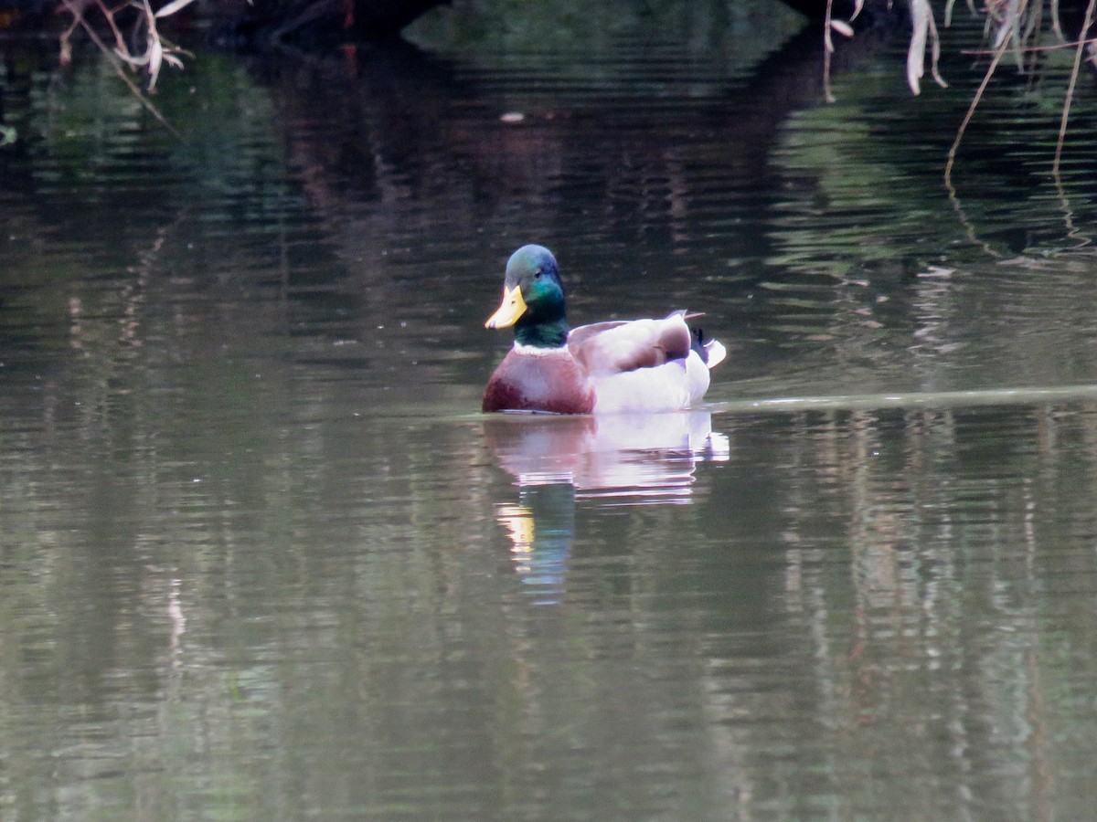 Canard colvert - ML266781531