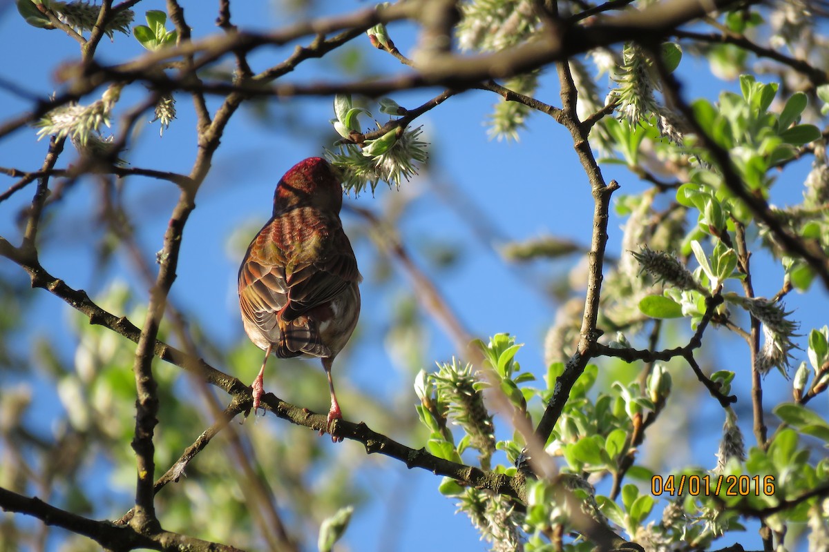 Purple Finch - ML26678411