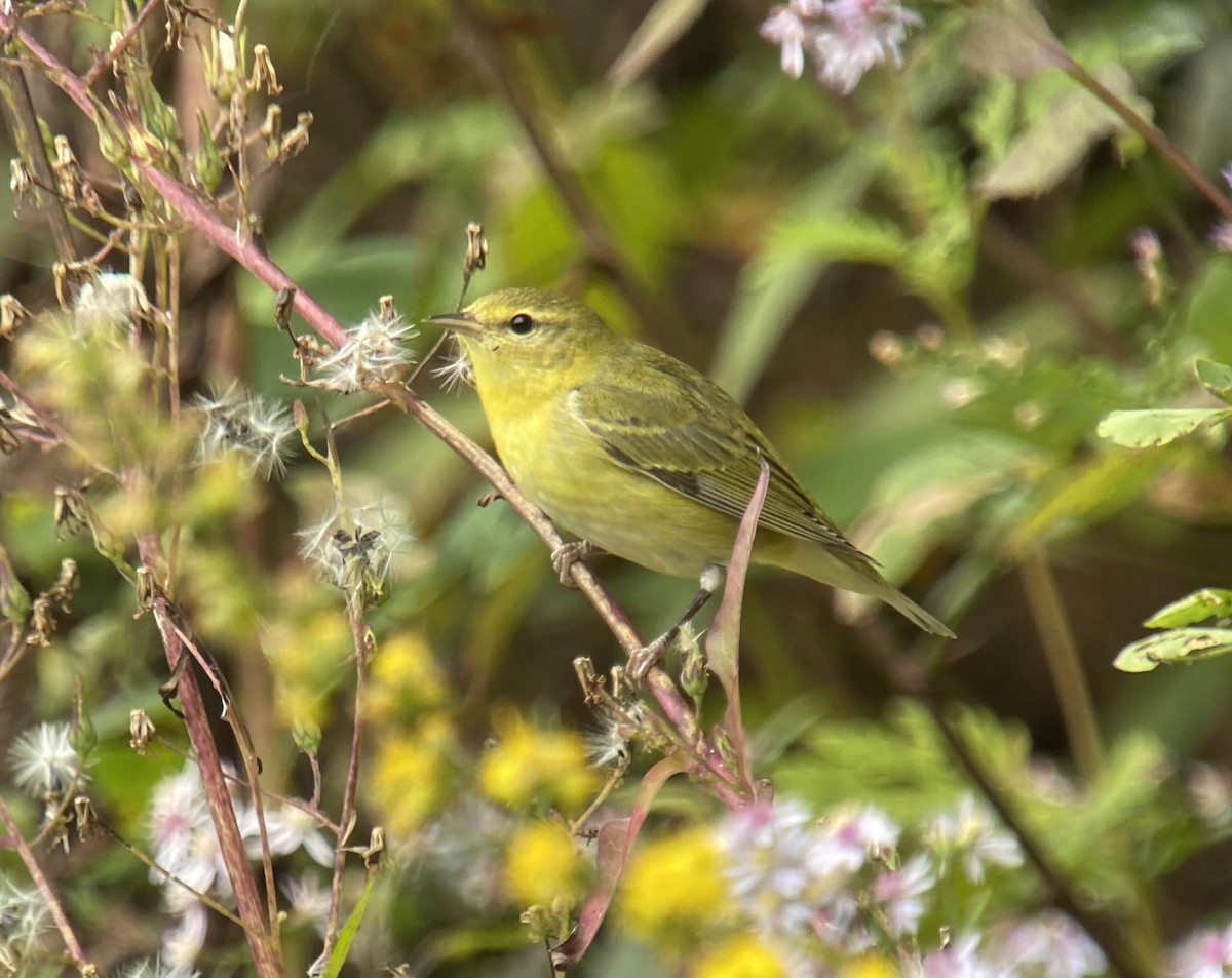 Tennessee Warbler - ML266784571