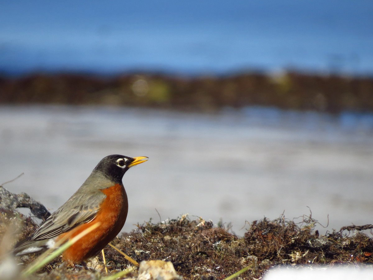 American Robin - ML26678521