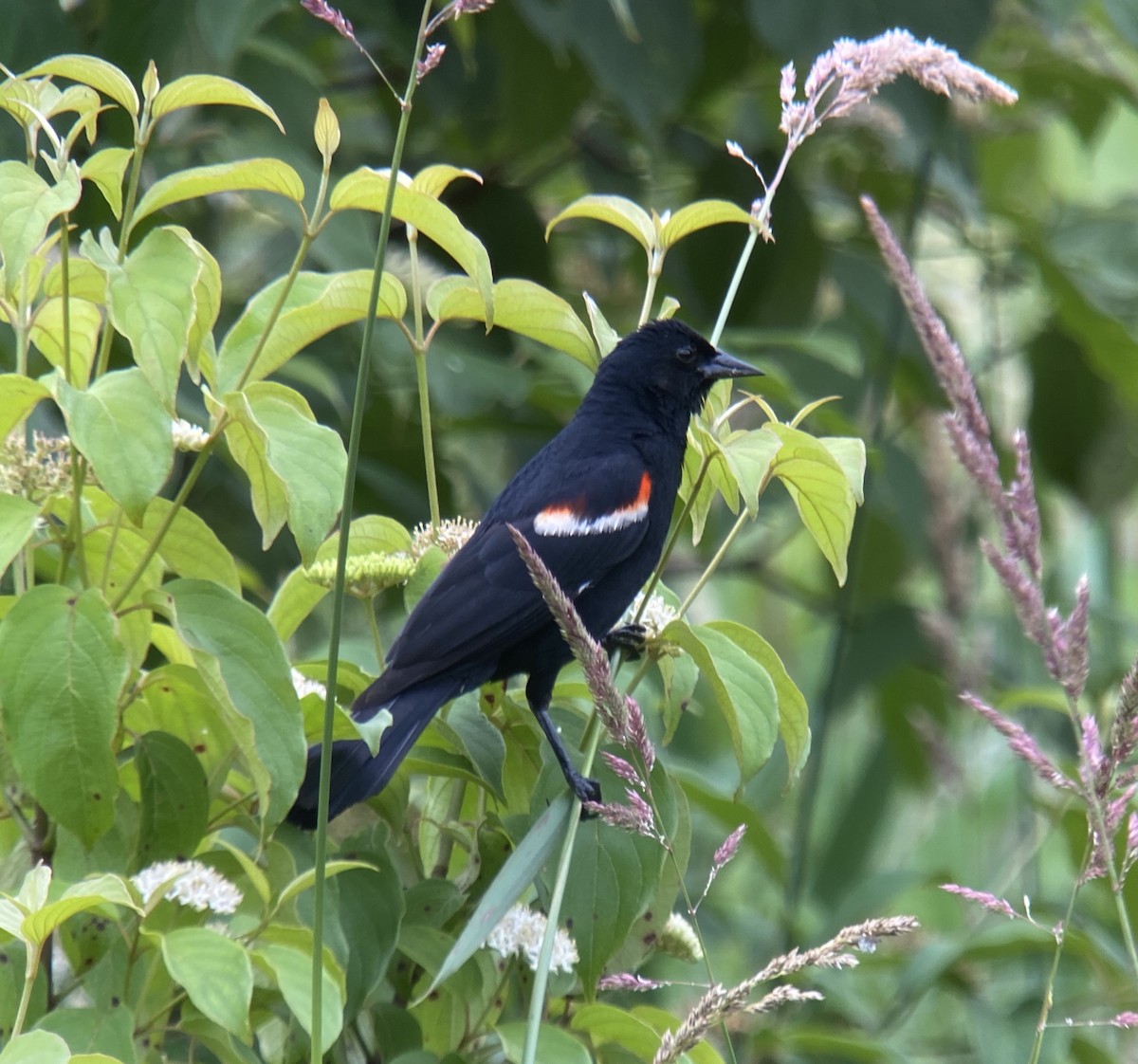 Red-winged Blackbird - Robert Rask