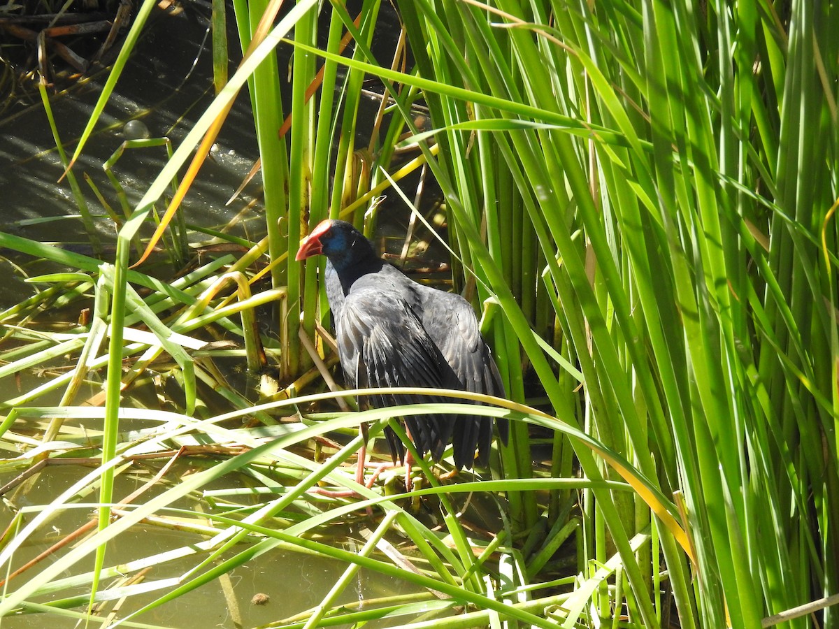 Western Swamphen - ML266788031