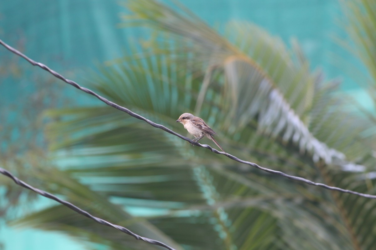 Long-tailed Shrike - ML266789601