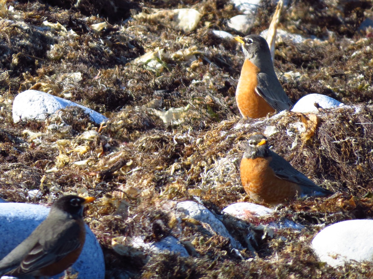 American Robin - ML26678981