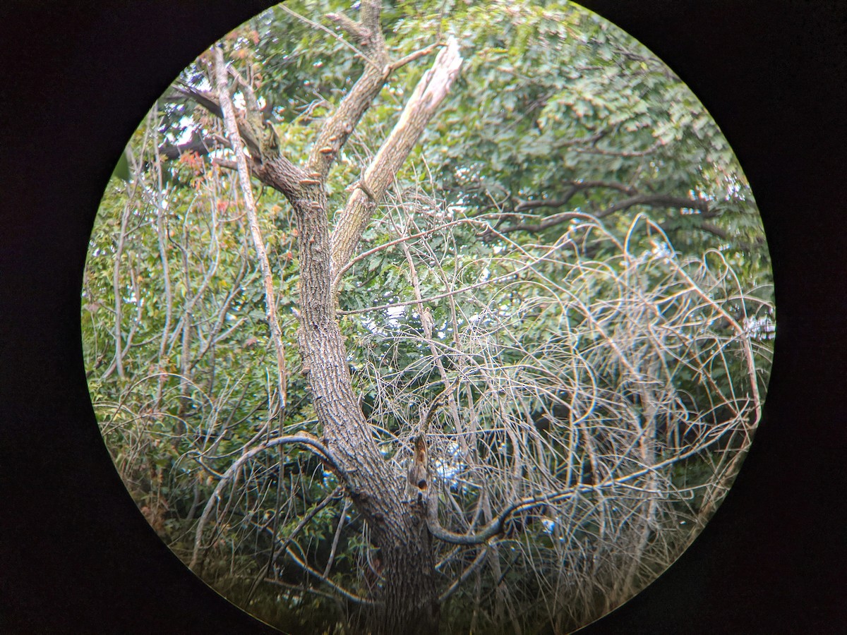 Northern Flicker (Yellow-shafted) - ML266789911