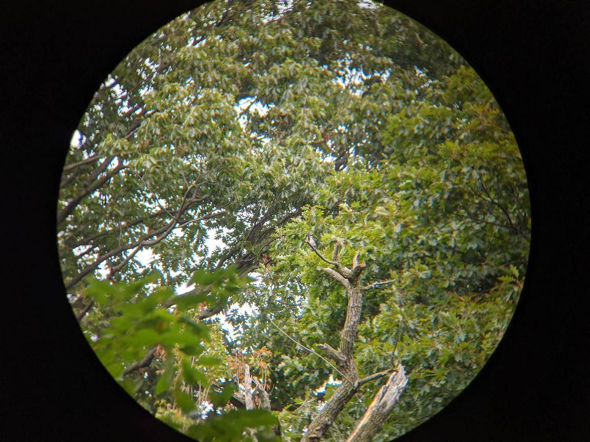 Downy Woodpecker - ML266789961