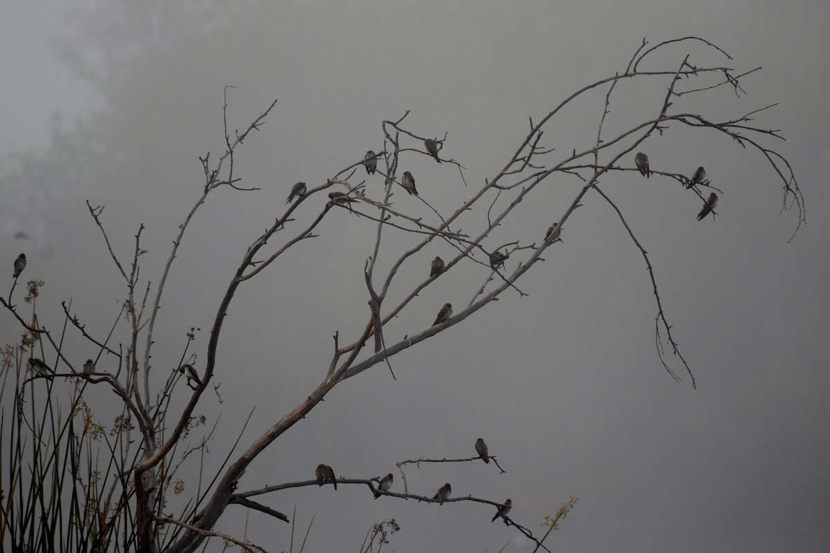 Northern Rough-winged Swallow - ML26679111