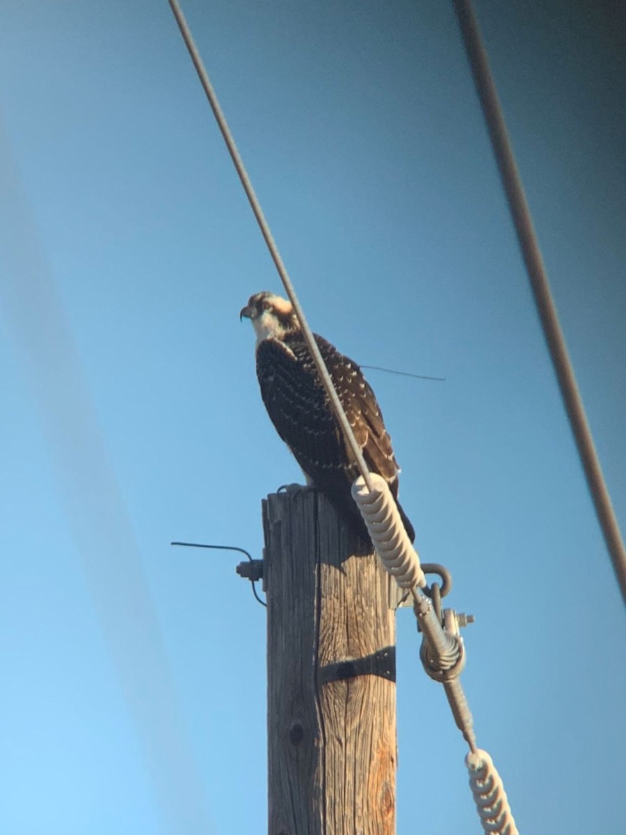 Osprey - Michael Krzywicki