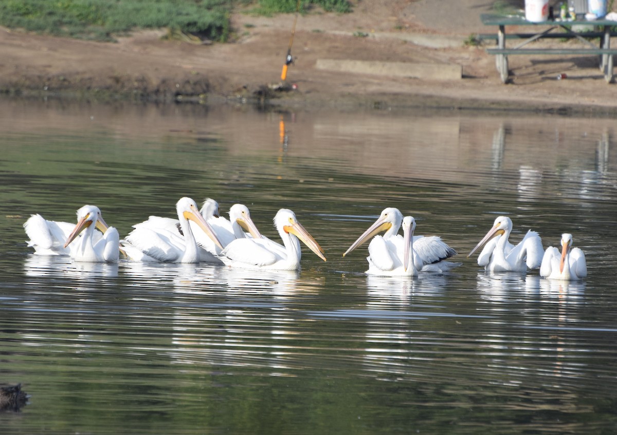 American White Pelican - ML26679981