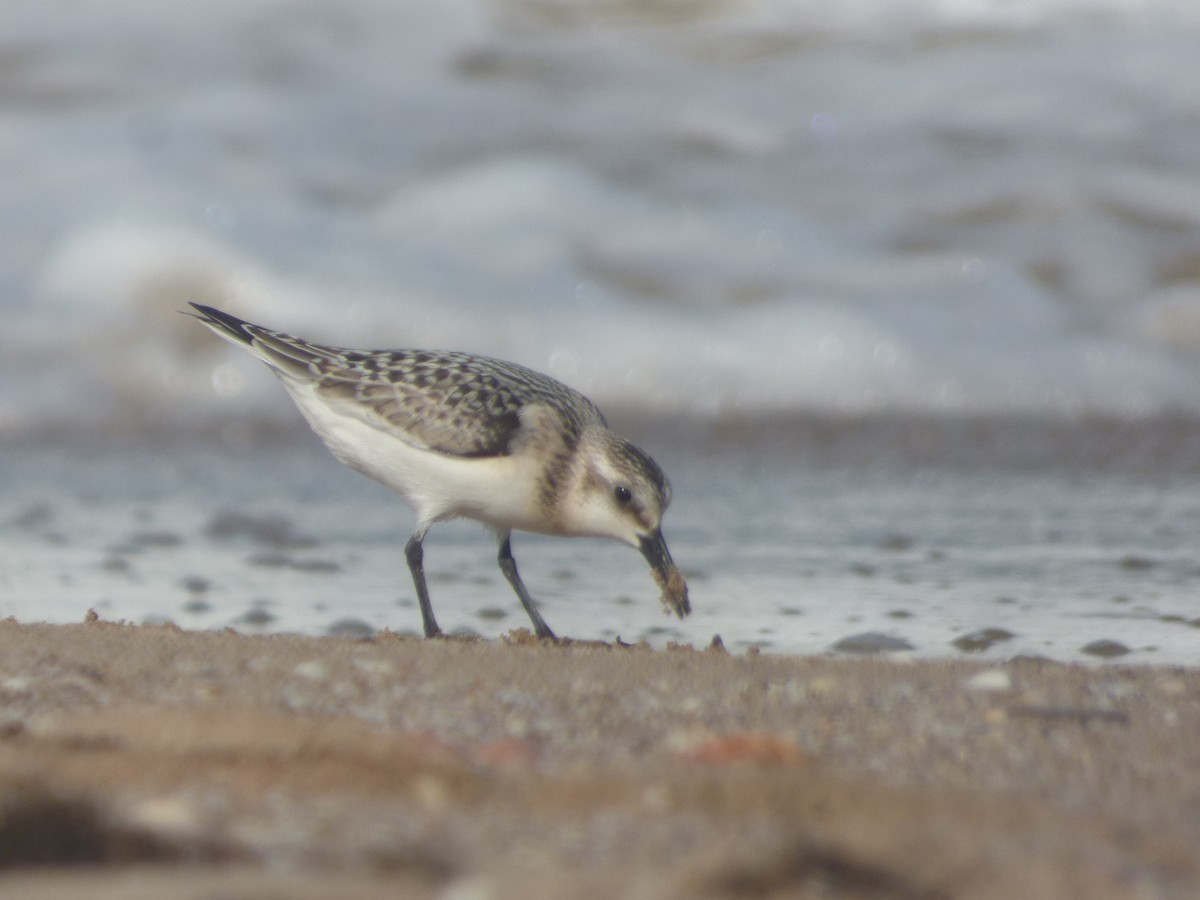 Bécasseau sanderling - ML266800631