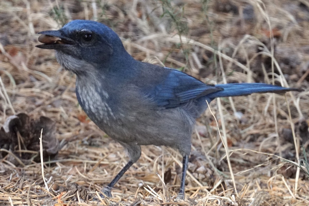 Woodhouse's Scrub-Jay - ML266802871