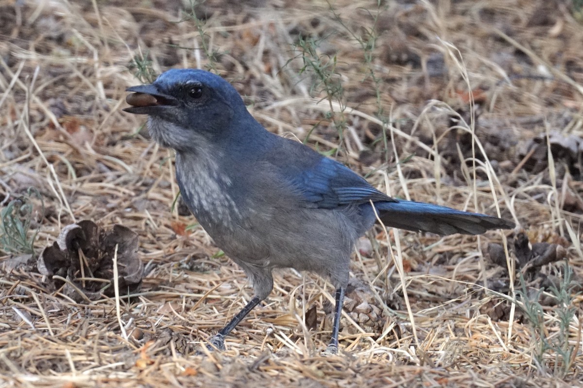 Woodhouse's Scrub-Jay - ML266802881