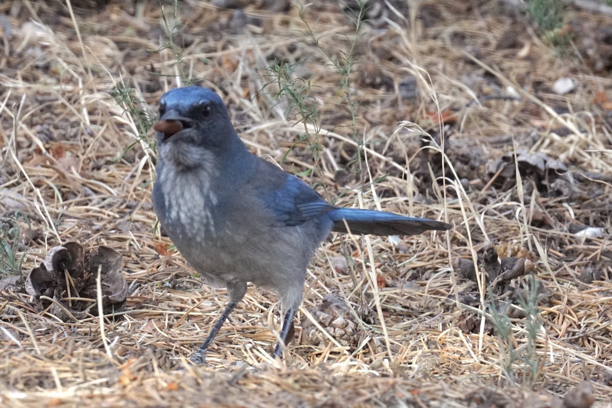 Woodhouse's Scrub-Jay - ML266802901