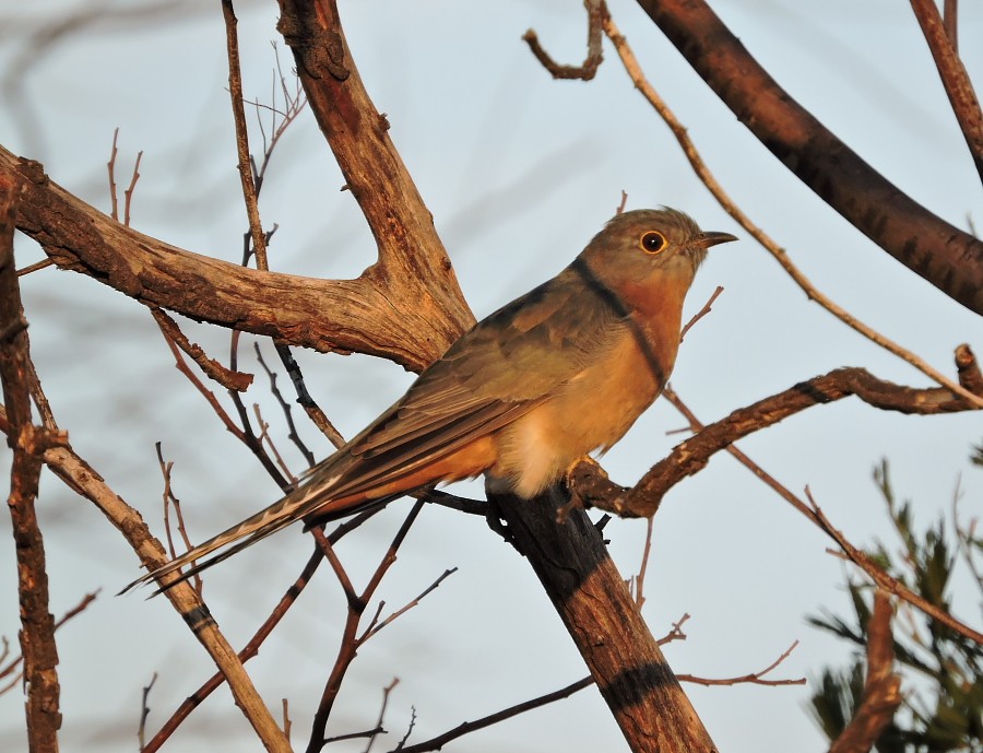 Fan-tailed Cuckoo - Mark Ley