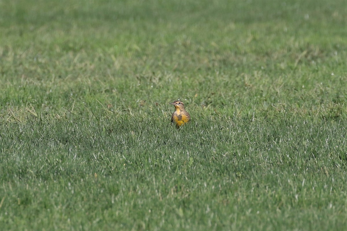 Western Meadowlark - ML266803931