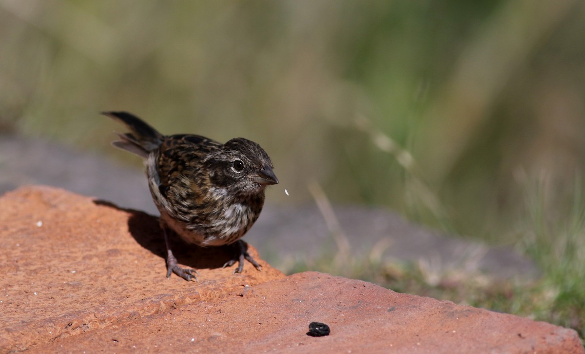 Rufous-collared Sparrow - ML26680411