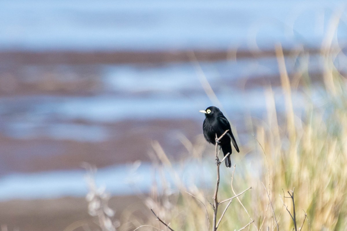 Spectacled Tyrant - Fernando  Leiva