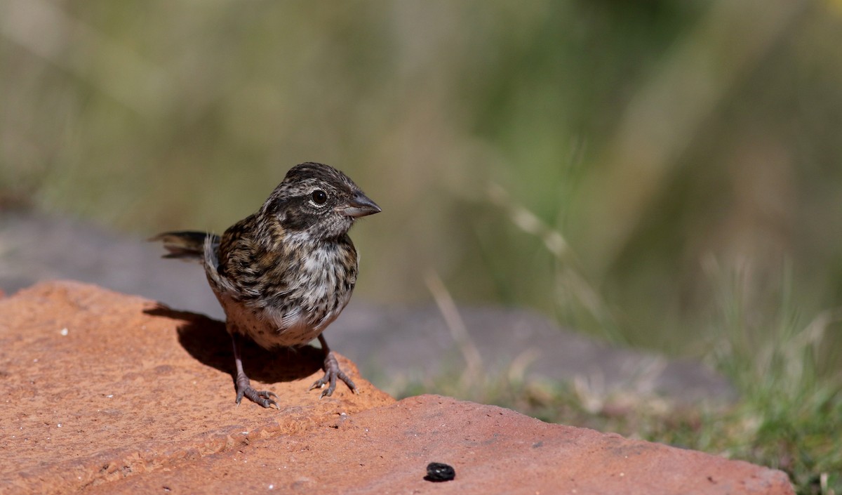 Rufous-collared Sparrow - ML26680421