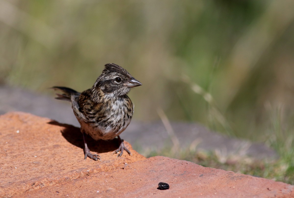 Rufous-collared Sparrow - ML26680431