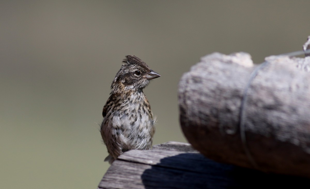 Rufous-collared Sparrow - ML26680441
