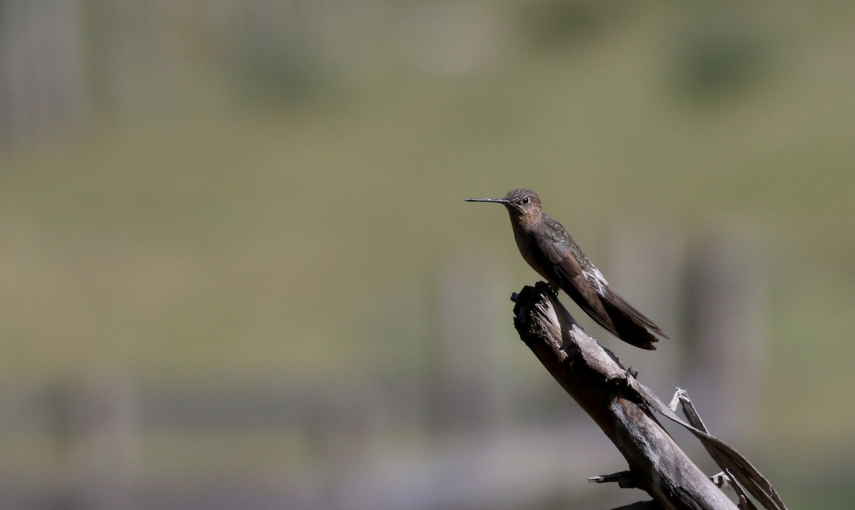 Giant Hummingbird - Jay McGowan