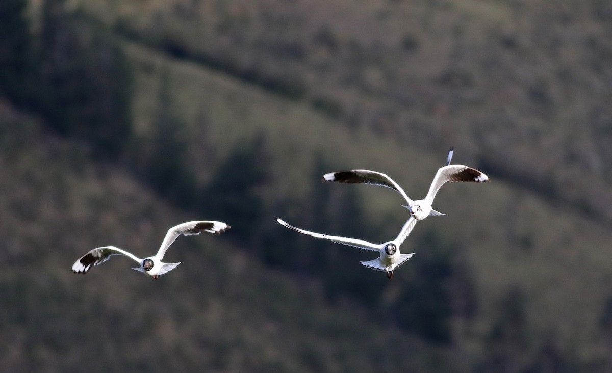 Mouette des Andes - ML26680781