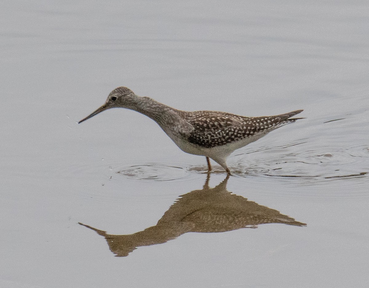 Greater Yellowlegs - ML266807871