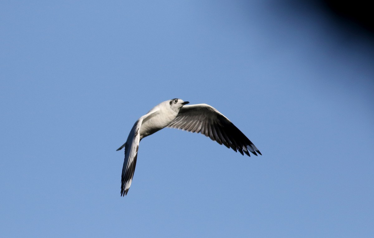 Mouette des Andes - ML26680811