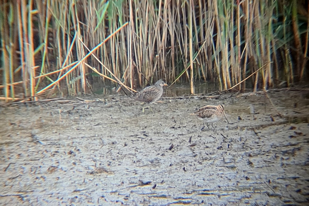 Spotted Crake - ML266808151